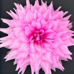 Seller Image